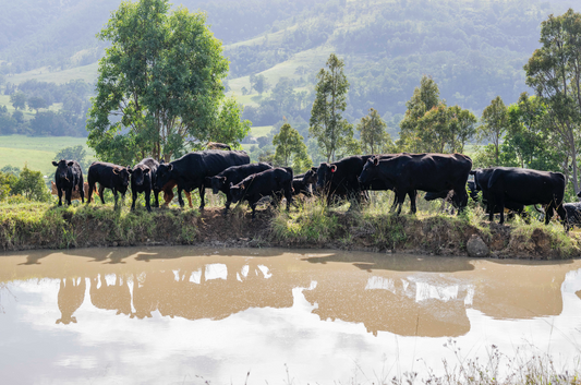 Feast on the Farm - A Celebration of Local Food, Wine & Community